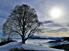 Wunderbar mystische Morgenstimmung mit Blick auf das Nebelmeer und die Berge. (Bild: Urs Gutfleisch, Holderchäppeli Luzern, 6. April 2019)