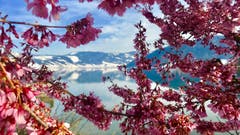 Gestern noch Winter, heute schon Frühling. (Bild: Peter Bumbacher, Unterägeri, 6. April 2019)