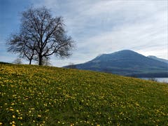 Ist Gelb nicht die Farbe der Hoffnung? Das nützte aber gar nichts, der Schnee bedeckte diese Blumenpracht am nächsten Tag! Aufgenommen in Meggen. (Bild: Margrith Imhof-Röthlin, Meggen, 3. April 2019)