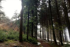 Stimmung im Bogetenwald nach dem Frühlingsschnee. (Bild: Josef Habermacher, Rickenbach, 6. April 2019)