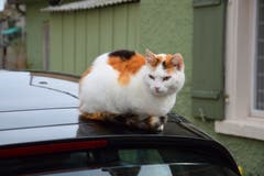 Den Überblick bewahren. Dazu ist ein Autodach doch geeignet. (Bild: Hansjürg Oesch)