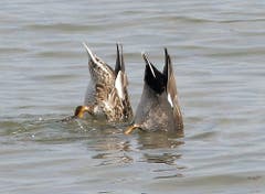 Die Schnatterenten im Bodensee bei Arbon: Köpfchen in das Wasser... (Bild: Wolfgang Ponader)