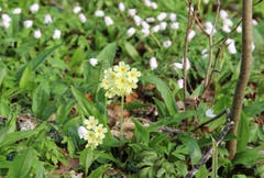 Die Schlüsselblumen in ihrer Pracht im Güttinger Wald. (Bild: Georg Locher)
