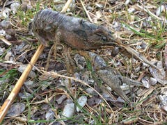 Solche Krebse gibt es massenhaft im Rheindelta. (Bild: Toni Sieber)