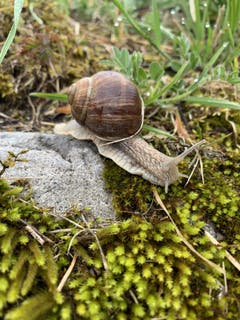Der Schnee in Altdorf ist wieder geschmolzen. (Bild: Regula Gut, Altdorf, 8. April 2019)