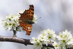 Nicht der schönste, aber der erste Schmetterling, den unsere Leserin dieses Jahr ablichten konnte. (Bild: Claudia Scheuber, Sarnen, 9. April 2019)