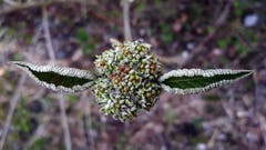 Der Zierstrauch Schneeball «entpuppt» sich. (Bild: Niklaus Halter, Sarnen, 8. April 2019)