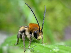 Der Haupterlös der Schoggitaler-Aktion 2019 wird für die Insekten und deren Lebensräume eingesetzt. (Bild: Schoggitaler)