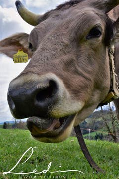 Ist das wieder schön! (Bild: Ledi Herzog, Willisau, 8. April 2019)