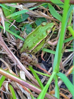 Teichfrosch in Montlingen. (Bild: Toni Sieber)