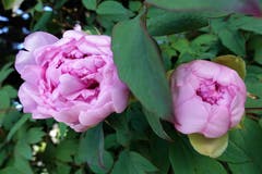 Die ersten Pfingstrosen blühen im Garten. (Bild: Josef Habermacher, Rickenbach, 1. Mai 2019)