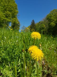 Prächtiger Löwenzahn in der Waldlichtung (Bild: Karin Zeder, Buchs, 1. Mai 2019)