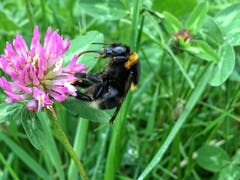 Eine Hummel nascht am Nektar. (Bild: Toni Sieber)