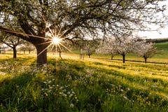 Letztes Sonnenlicht umgeben von wunderschönen blühenden Apfelbäumen in Affeltrangen. (Bild: Marc Bollhalder)