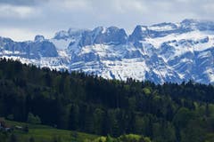 Etwas ungewöhnlich, fast unheimlich. Der Frühling im Wald und die noch winterliche Nordflanke des Alpsteins. (Bild: Walter Schmidt)