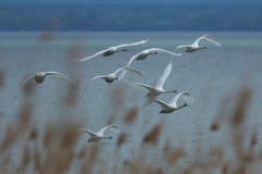 Schwäne über dem Schilfgürtel am Bodensee. (Bild: Hans Aeschlimann)