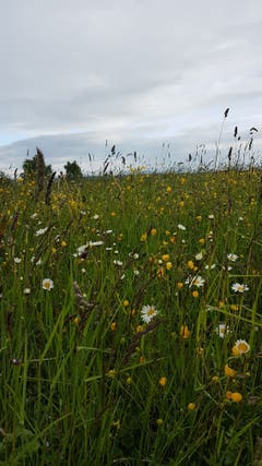 Eine prächtige Blumenwiese. (Bild: Marlies Steinemann)