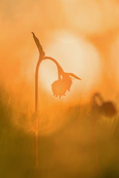 Kapuzinerli im Abendlicht. (Bild: Franziska Hörler)