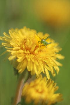 Ein Grashüpfer auf einer Löwenzahnblüte. (Bild: Petra Jung, Hämikon, 6. Mai 2019)
