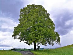 Eine Linde strotzt dem Regenwetter. (Bild: Urs Gutfleisch, Fischbach, 11. Mai 2019)