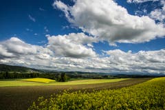 Trotz Sonne, Regen und Wind: Die Felder leuchten. (Bild: Vinzenz Blum, Ebersecken, 10. Mai 2019)