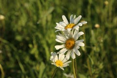 Eine Margarite blickt in die Sonne. (Bild: Irene Wanner, Schötz, 12. Mai 2019)