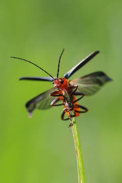 Ein oranger Soldatenkäfer beim Abflug. (Bild: Petra Jung, Hämikon, 12. Mai 2019)