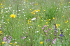 Rund 40 Kräuter- und 15 Gräserarten sind in der Blumenwiese zu finden.