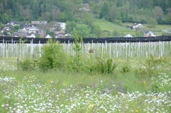 Zehn Hecken mit 17 verschiedenen Straucharten wurden angelegt.