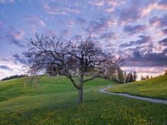 Abendstimmung beim Rechberg Herisau. (Bild: Luciano Pau)