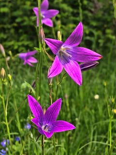 Glockenblumen strecken ihre Blüten der Sonne entgegen. (Bild: Toni Sieber)