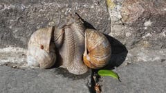 Schleimige Schneckenliebe. (Bild: Michel Adam)