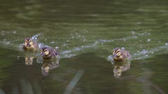 Die jungen Stockenten im Unterbachweiher sind schon flott unterwegs. (Bild: Hans Aeschlimann)