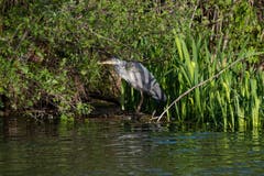 Der Graureiher am Saumweiher fühlt sich von Paparazzi beobachtet. (Bild: Luciano Pau)