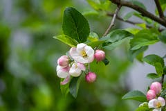 Für die Apfelbaumblüten ist es noch zu Kalt. (Bild: Luciano Pau)