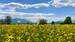 Endlich wieder einmal Sonnenschein, aufgenommen am Zugersee mit Blick in Richtung Rigi und Pilatus. (Bild: Peter Bumbacher, 14. Mai 2019)