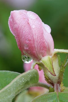 Eine Quittenblüte im Regen. (Bild: Thomas Ammann)