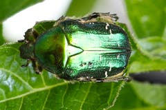 Es kreucht und fleucht, vermutlich ein Rosenkäfer. (Bild: Fridolin Leuzinger)
