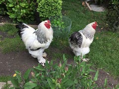 Die Herren im Stall der Hühner. (Bild: Toni Sieber)