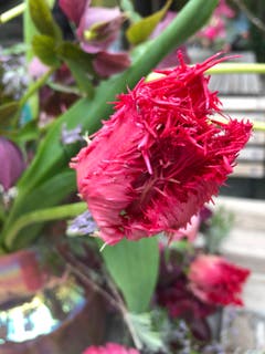 Eine besondere und schöne Tulpe. (Bild: Jeannette Haueter-Schulz)