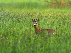 Rehbock im nassen Gras, fotografiert im Rheintal. (Bild: Roland Hänggi)