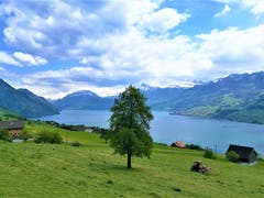 Herrlicher Ausblick auf den Vierwaldstättersee und die Berge. (Bild: Urs Gutfleisch, Bürgenstock, 14. Mai 2019)