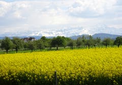 Frühling oder Winter? Rapsfeld und der weisse Alpstein, aufgenommen in Egnach. (Bild: Doris Sieber)