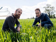 Agroscope-Forscher Marcel van der Heijden (links) und Raphael Wittwer kontrollieren die Felder für die Messung der Lachgas-Emissionen. (Bild: KEYSTONE/ENNIO LEANZA)