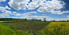 Wird es doch noch Frühling? (Bild: Peter Bumbacher, Zug, 14. Mai 2019)