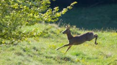 Der rettende Sprung in die Deckung... das Reh, gesehen in Trogen. (Bild: Hans Aeschlimann)
