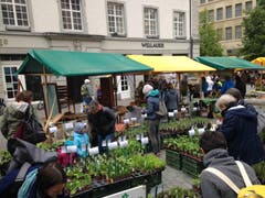 Die Eisheiligen sind vorbei: Grossandrang an einem der verschiedenen Ökomarkt-Stände mit Setzlingen für den eigenen Garten.