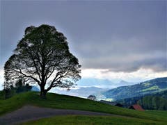Mystische Morgenstimmung mit dem hochnebelartigen Wolkenband und den Sonnenstrahlen auf die Berge und den Vierwaldstättersee. (Bild: Urs Gutfleisch, Holderchäppeli, 15. Mai 2019)