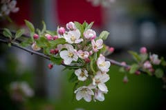 Ein blühender Apfelbaum. (Bild: Ulli Ersinger)