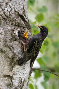 Fütterung der Stare mit Käfer auf Grashalm inklusive. (Bild: Edgar Huber)